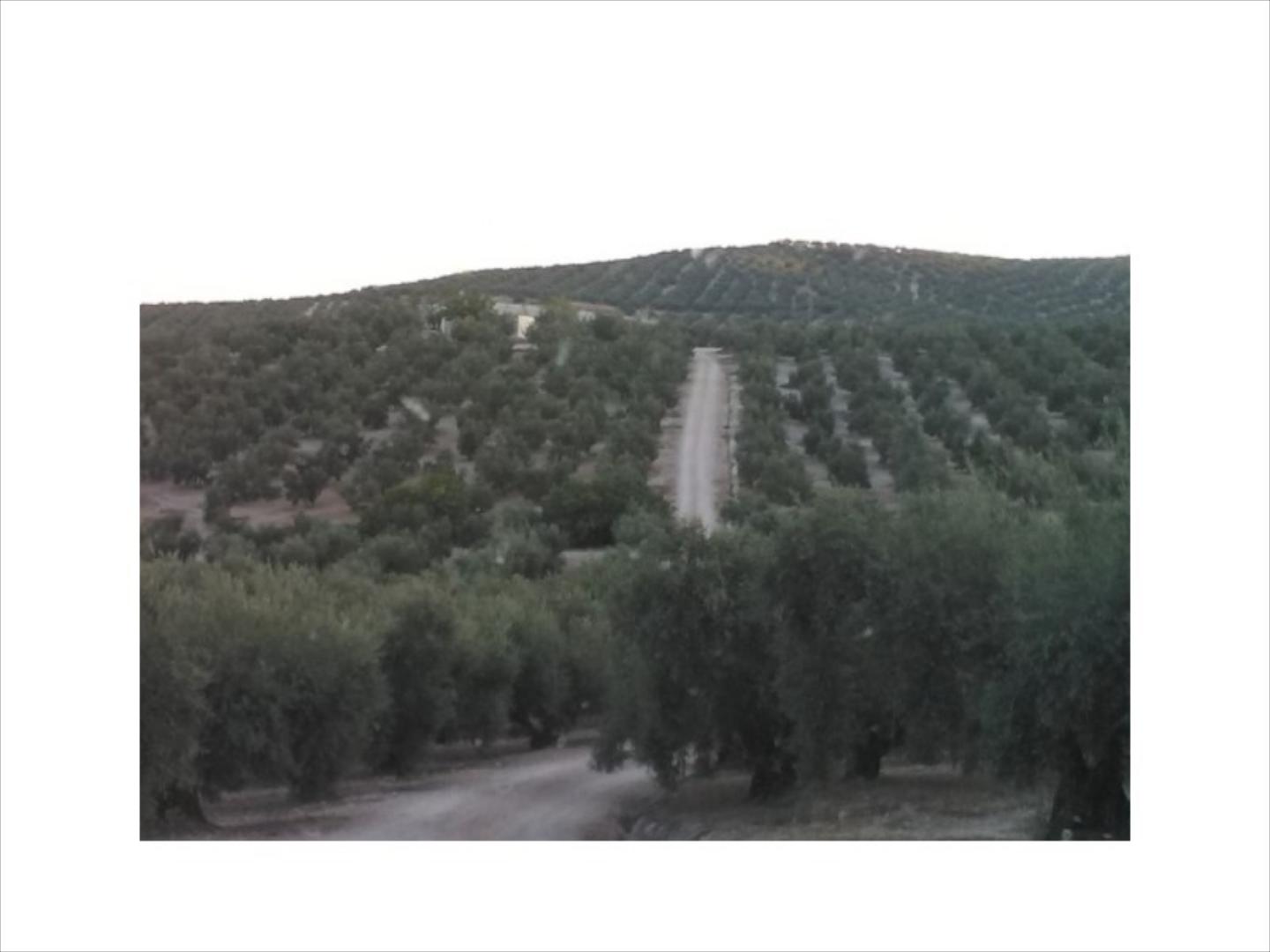 Finca de olivar con 32 aranzadas. 1600 olivos, de los cuales 700 son de 20 años y el resto centenarios. Agua con contado