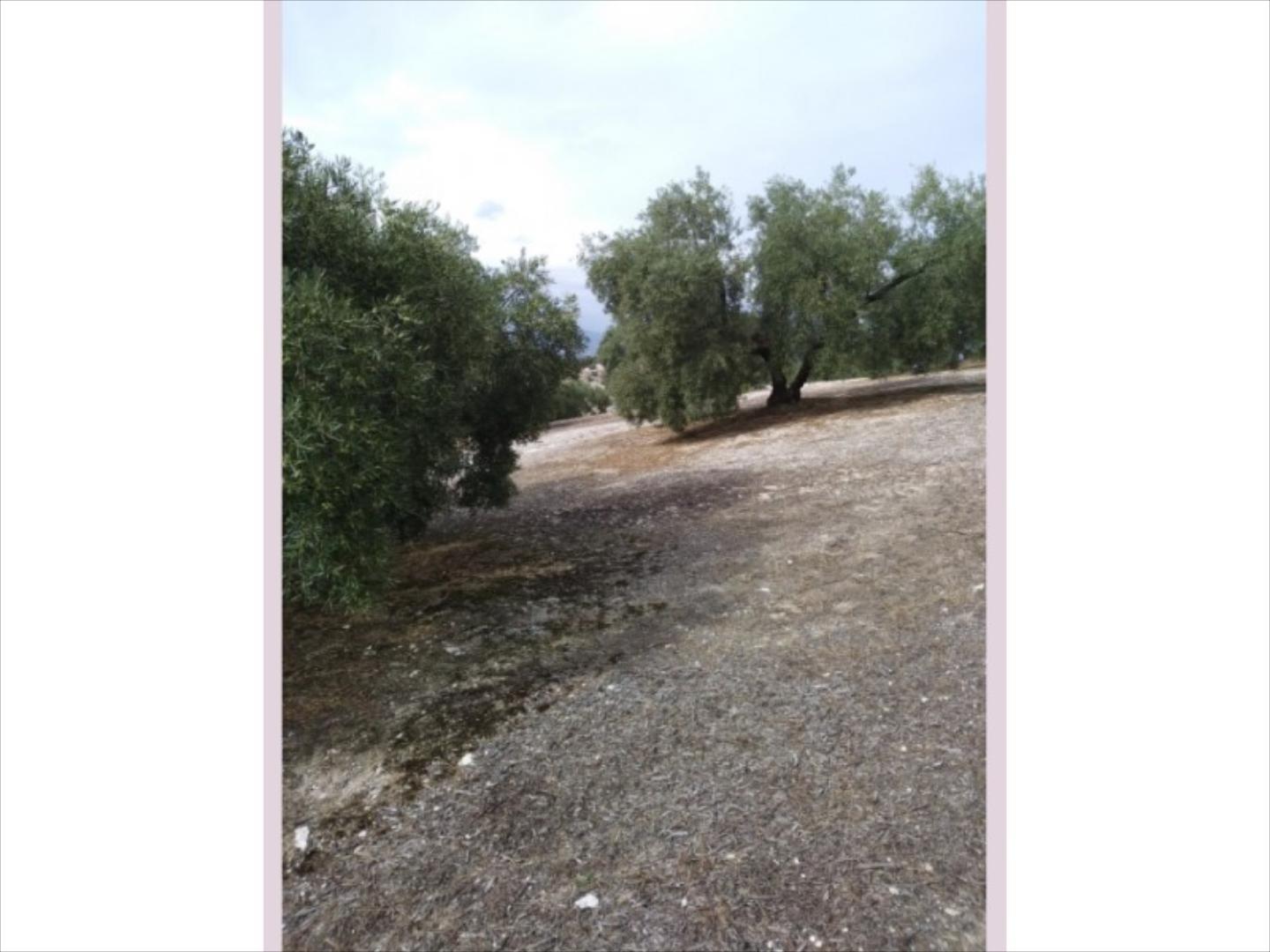 Finca de olivar con una superficie de 4 aranzadas (1,5 has.). Muy buena planta. Olivos hojiblancos de unos 60 años. Finc