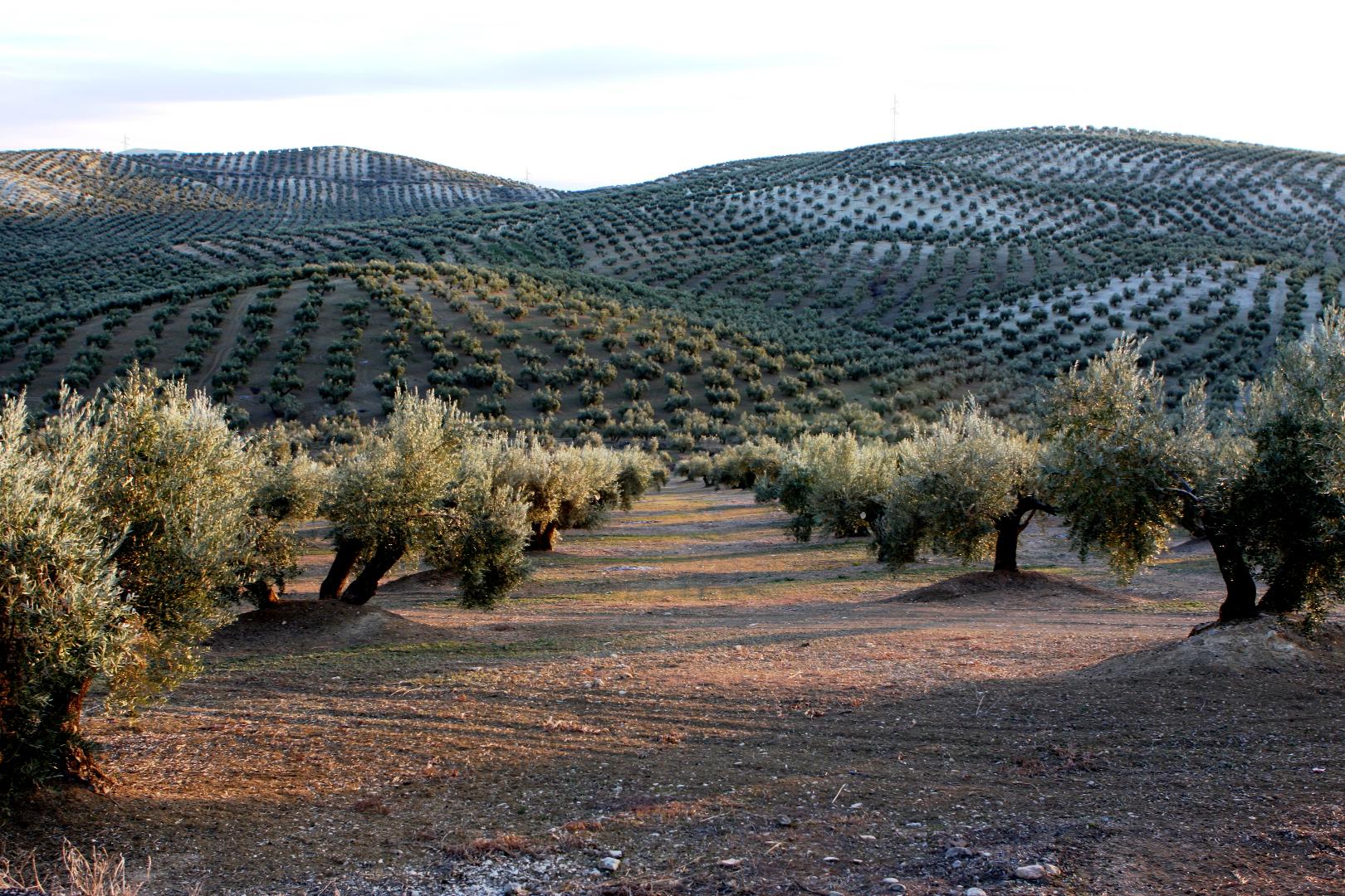 Finca en zona Llanos de Don Juan. Cuenta con una superficie de 2 aranzadas (7.500 m2). 125 olivos de 1 pie de la varieda