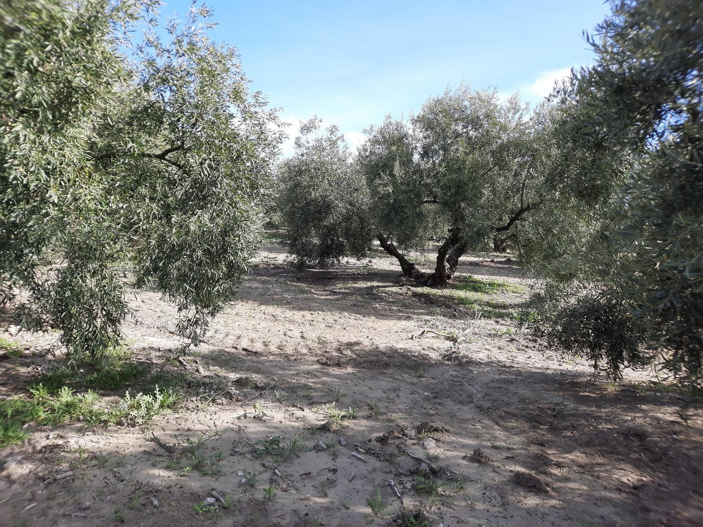 Finca en zona Caña Cartas. Cuenta con una superficie de 4,25 aranzadas. Olivos hojiblancos de 2-3 patas.