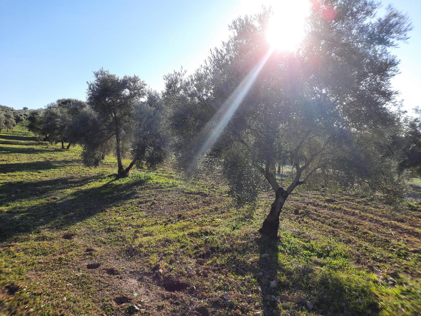 Finca de olivar en zona Cortijo San José del término municipal de Lucena. 114 fanegas, de la cuales 20 son de almendros