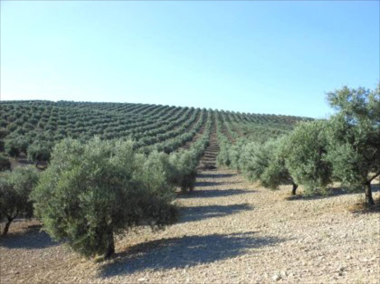 Finca de olivar en Iznájar. 9,28 fanegas (5,81 hectáreas). 770 olivos hojiblancos de 25-30 años. Finca muy frutera. Prec