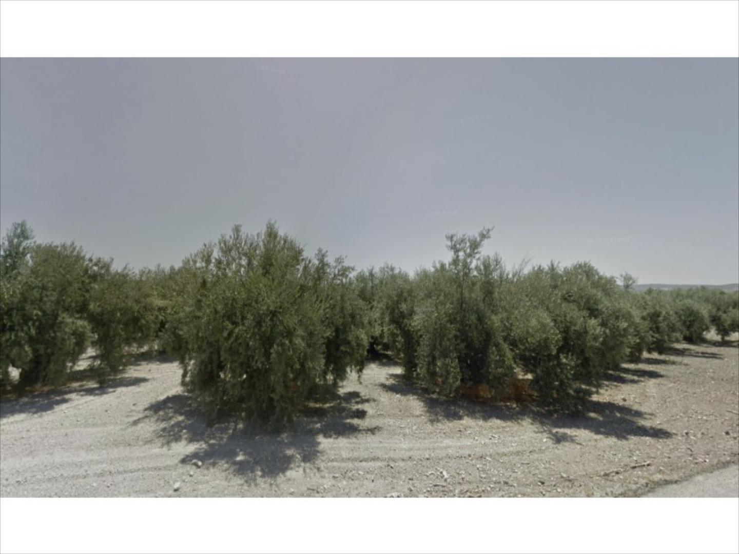 Finca de olivar en zona carretera de Cabra con una superficie de 10,46 aranzadas. Olivos hojiblancos tradicionales de 3